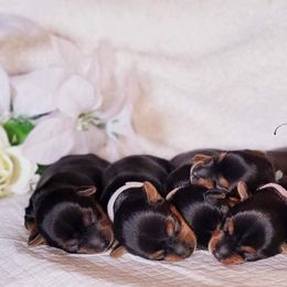 Poodle and Yorkshire Terrier Puppies from York Terrier Treasures
