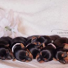 Poodle and Yorkshire Terrier Puppies from York Terrier Treasures