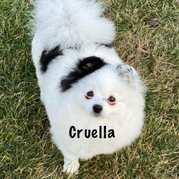 Cruella - Pomeranian