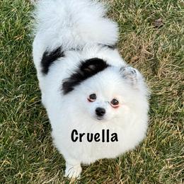 Cruella - Pomeranian