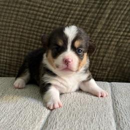 Monroe - White and black female Pembroke Welsh Corgi puppy in Riverside, California from Chases Dream Kennel