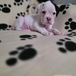 Sage - White female Boxer puppy in Thompson, Pennsylvania from Moonlitboxers