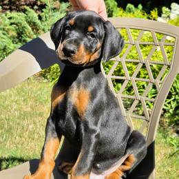 Mr. Green - Black and rust male Doberman Pinscher puppy in Chagrin Falls, Ohio from Schloss Velburg Dobermanns