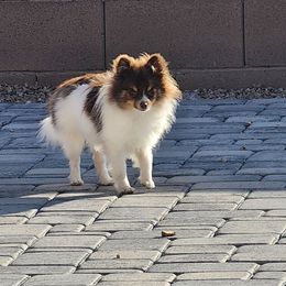 Imani - Pomeranian