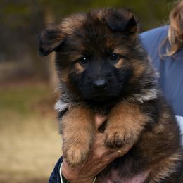 Showline Sable Long Coat - German Shepherd puppy from Euro Deja