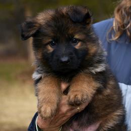Showline Sable Long Coat - German Shepherd puppy from Euro Deja