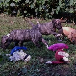 American Staffordshire Terrier Puppies from GrinNation Noble Am Staffs