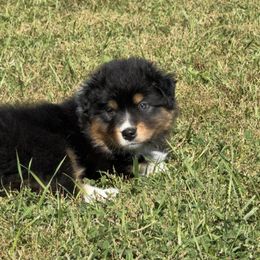 Cameo - Black tri-color male Australian Shepherd puppy in Glencoe, Minnesota from Cattail Ridge Australian Shepherds
