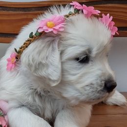 Goldendoodles from Carolina Goldendoodles