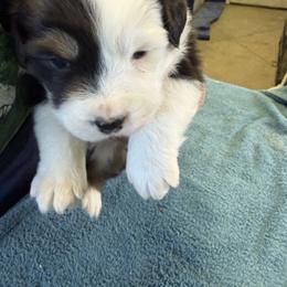 Blackie - Black tri-color female Australian Shepherd puppy in Monroe, Utah from Shawnkara Australian Shepherds & Miniature American Shepherds