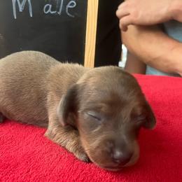 Marty - Blue and tan male Dachshund puppy in Sharon Springs, New York from Show Us The Way Homestead