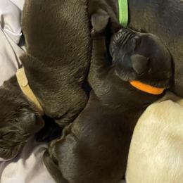 Labrador Retrievers from S&L labradors