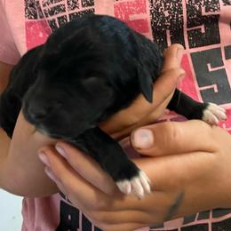 Black Girl - Black female Pyredoodle puppy in Prescott, Washington from Washington Pyredoodles