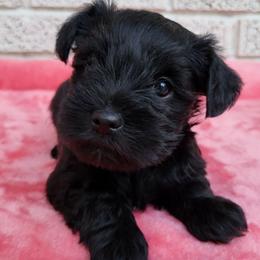 Girl 2 - Black female Miniature Schnauzer puppy in Crestview, Florida from Mert's Creek Miniature Schnauzers