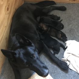 German Shepherd Puppies from KVA Shepherds