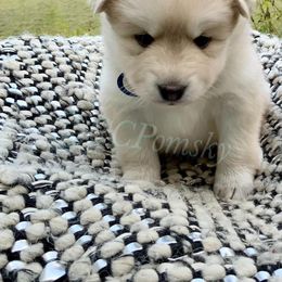 Pomsky and Siberian Husky Puppies from Cold Mountain Kennel