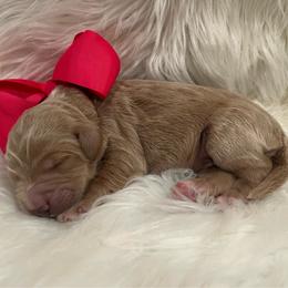 Pink Girl - Cream female Goldendoodle puppy in The Woodlands, Texas from Gracie's Goldendoodles and Bernedoodles of The Woodlands