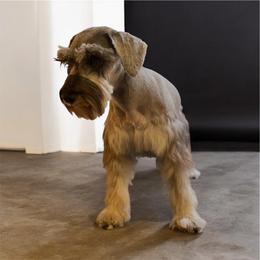 Barbra - Salt and pepper female Miniature Schnauzer puppy in La Mirada, California from SchnauzersRus