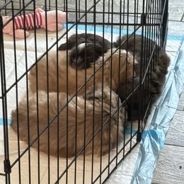 Shih Tzu Puppies from Staci Paysinger
