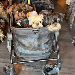 Brussels Griffon and French Bulldog All Grown Up from Team Grubb Frenchies / Grubb's Grumpy Griffs