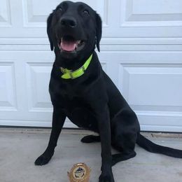 Labrador Retrievers from Bourbon Creek Retrievers
