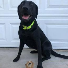 Labrador Retrievers from Bourbon Creek Retrievers