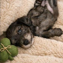 Dapple Male - Pet Only - Limited AKC - Cream male Dachshund puppy in Nashville, Tennessee from Farmhouse Sausages - Located in TN delivers all over US including California