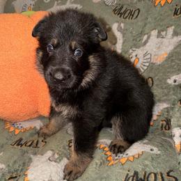 Ghost - Blue Collar - Bi-color male German Shepherd puppy in Davenport, Florida from Pray Love Shepherd Kennels