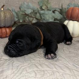 Brown Collar Female - Black female Cane Corso puppy in Princeton, Indiana from C&M Cane Corso