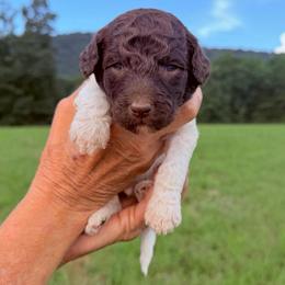 Nash - Parti male Goldendoodle puppy in Jasper, Georgia from Harrington Doodles & Poodles