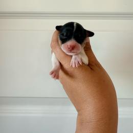 Daisy - Black and tan female Pembroke Welsh Corgi puppy in Red Bluff, California from Wilder Ranch Corgis