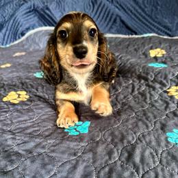 Trumpet- Sable - Sable male Dachshund puppy in Wolf Lake, Indiana from Canisteo Dachshunds