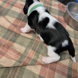 Humpty dumpty - Black white and brown male Basset Hound puppy in Clio, Michigan from Nancy's Basset Hounds