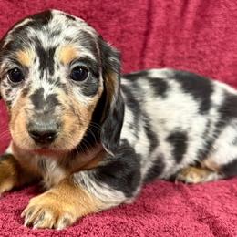 Dachshunds from Zeugin Doxies