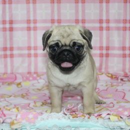 Ilene - Fawn female Pug puppy in Tuscola, Illinois from Dream on puppies