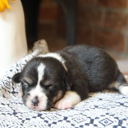 Luna - Black and tan female Pembroke Welsh Corgi puppy in Fair Grove, Missouri from Cross D Ranch Corgis
