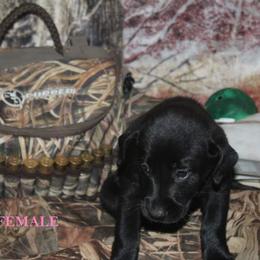 Labrador Retriever Puppies from Copper Creek Outfitters and Kennel