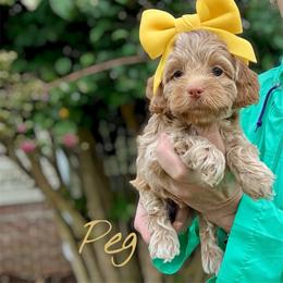 Peg - Buff female Cockapoo puppy in Mocksville, North Carolina from Little Bear Doodles