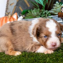 Adobe - male Toy Australian Shepherd puppy in Granbury, Texas from Best Little Aussies