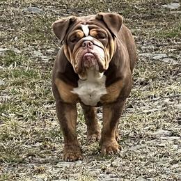 Kodiak - Bulldog