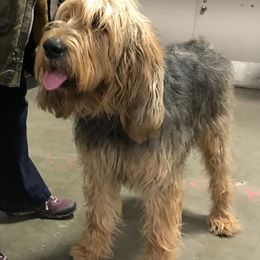Otterhounds from Riverrun Otterhounds