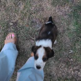 English Springer Spaniel Puppies from Savannah River Springers