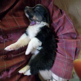 Bashful - Black tri-color female Australian Shepherd puppy in Rossville, Tennessee from GoodSprings Aussies