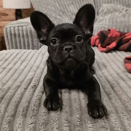 Midnight - Black male French Bulldog puppy in Lancaster, Ohio from FarmHouse Frenchies
