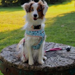 Miniature American Shepherd and Papillon All Grown Up from LS Best Friends