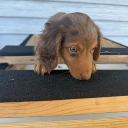 Clyde - Dapple male Dachshund puppy in Mountain Home, Arkansas from Furry Friends Kennel