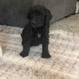 Vega - Blue female Poodle puppy in Piqua, Kansas from Legacy Farms Standard Poodles