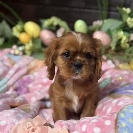 Nutka's Peach Bow Girl - Ruby female Cavalier King Charles Spaniel puppy in Loco, Oklahoma from Sweet Heart Cavaliers
