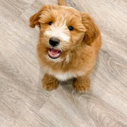 Willie - Red  male Goldendoodle puppy in Melba, Idaho from KZ Doodles