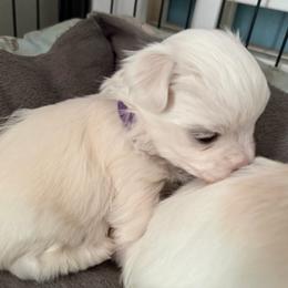 Pearl - White female Morkie puppy in Coats, North Carolina from Angie's Puppies